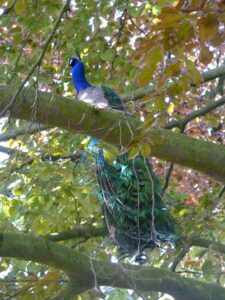 Pfau im Baum Pfau im Baum