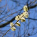 Frühling auf der stillgelegten Bahntrasse