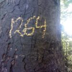 Baum 1264