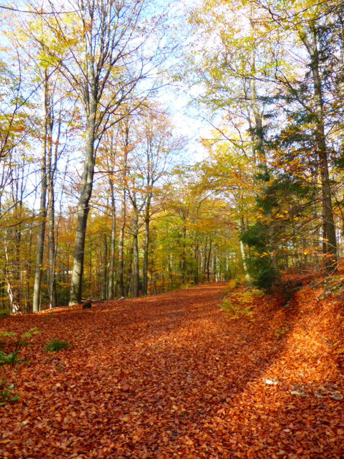 Sauerland