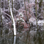 Winterlicher Wald