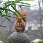 Regelmäßiger Besucher