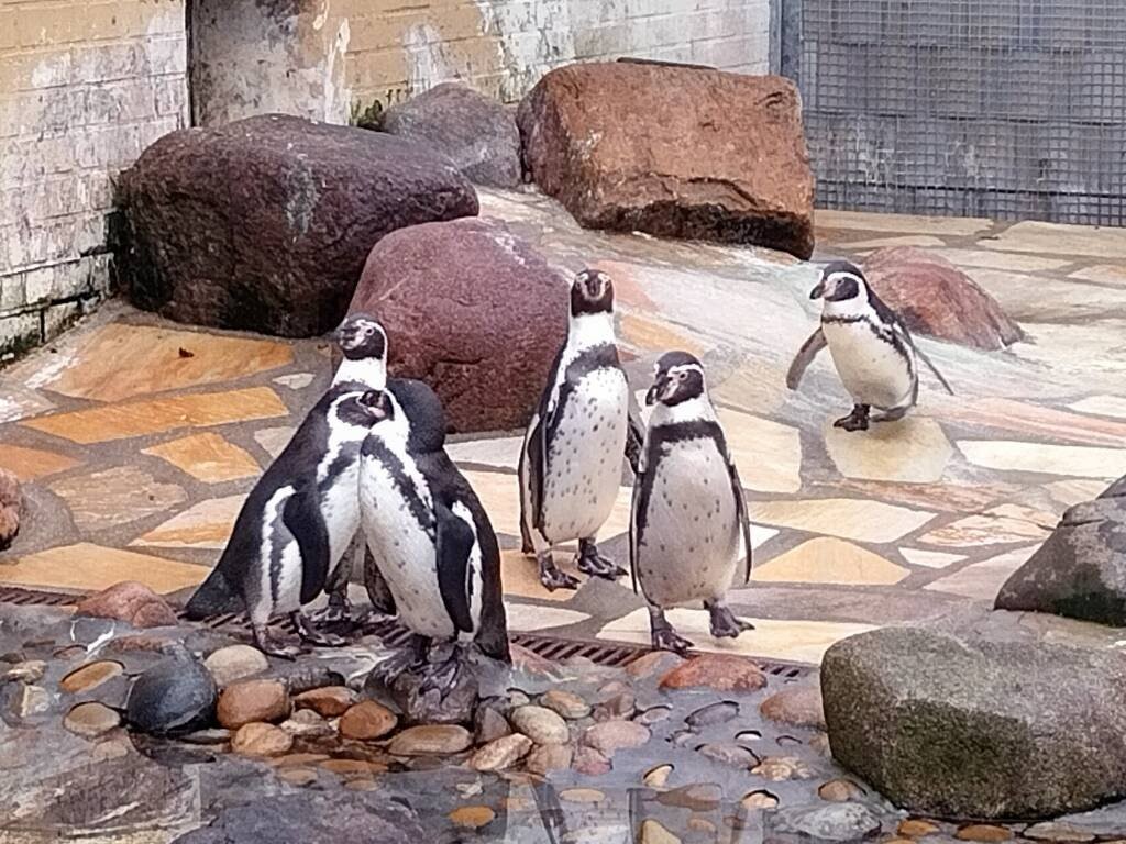 Pinguine im Zoo von 