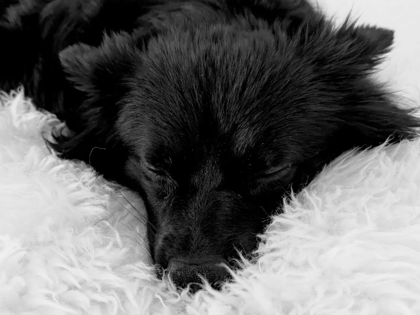 Schwarz-weiße Nahaufnahme eines schlafenden Hundes, der in eine flauschige Decke eingekuschelt ist.