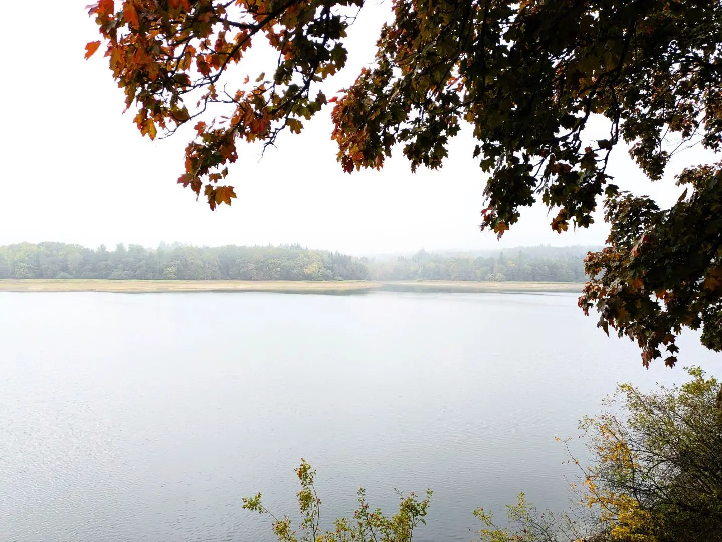 Herbstliche Baumzweige mit braun-roten Blättern über ruhigem See, im Hintergrund nebliger Wald.