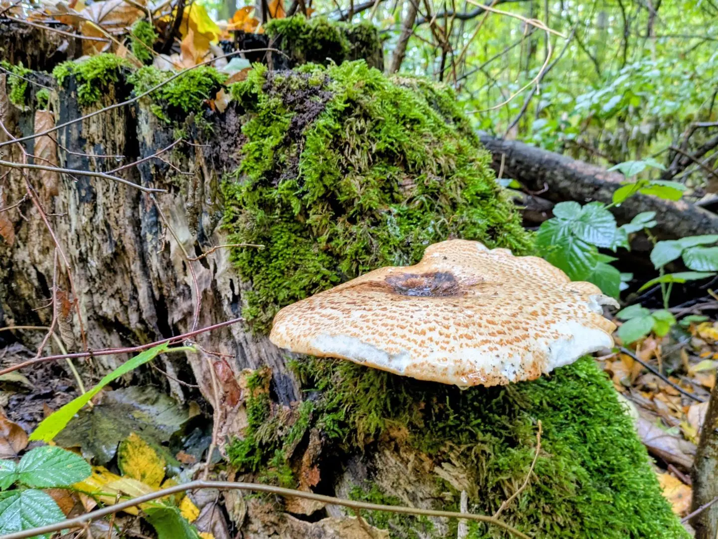 Brauner Pilz mit weißem Rand auf moosbedecktem Baumstumpf im Wald