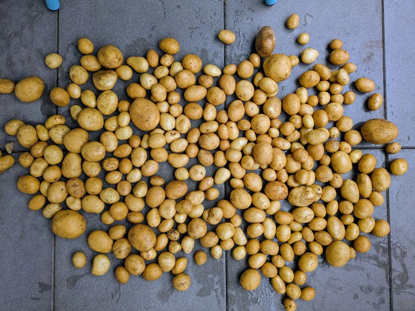Viele Kartoffeln unterschiedlicher Größe auf grauen Bodenfliesen verteilt