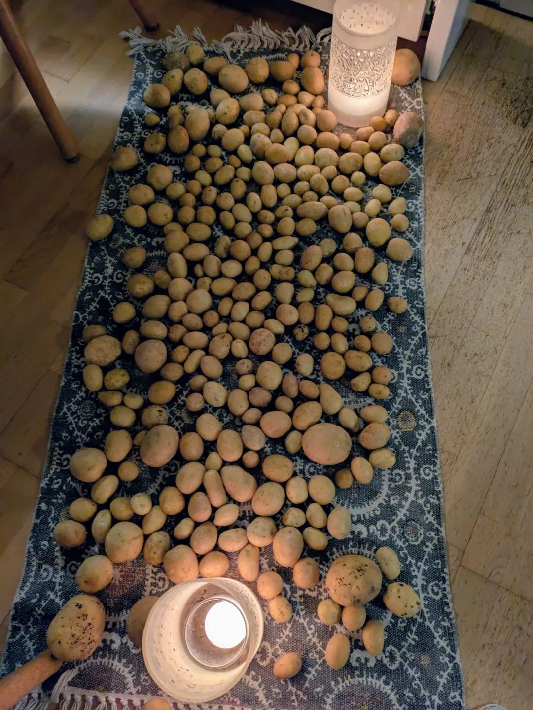 Viele Kartoffeln unterschiedlicher Größe liegen auf einem gemusterten Teppich, umgeben von zwei beleuchteten Laternen.