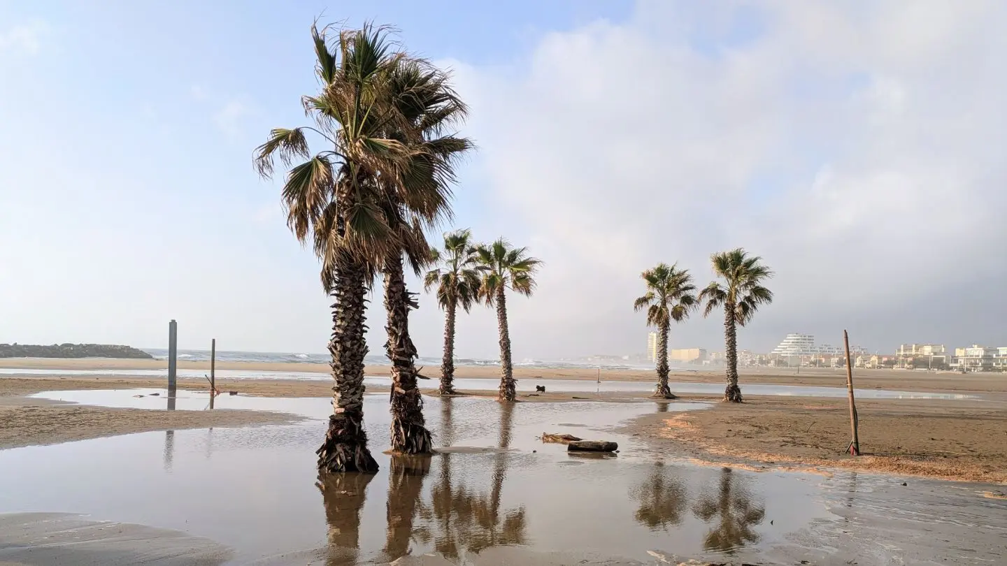 Mehrere Palmen stehen in seichtem Wasser auf einem überschwemmten Sandstrand unter bewölktem Himmel.