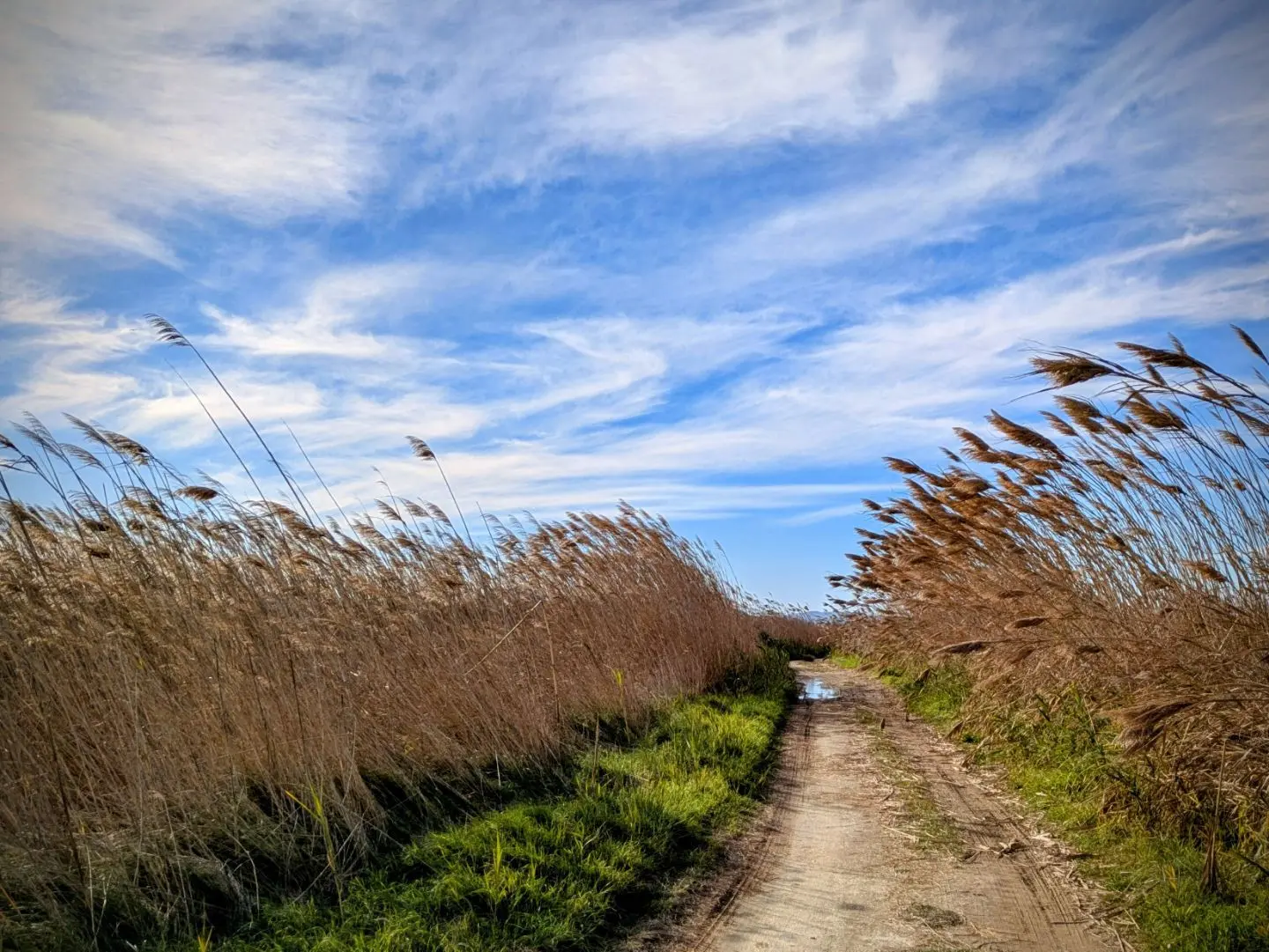 Schmaler unbefestigter Weg zwischen hohen, trockenen Schilfpflanzen unter blauem Himmel mit weißen Wolken.