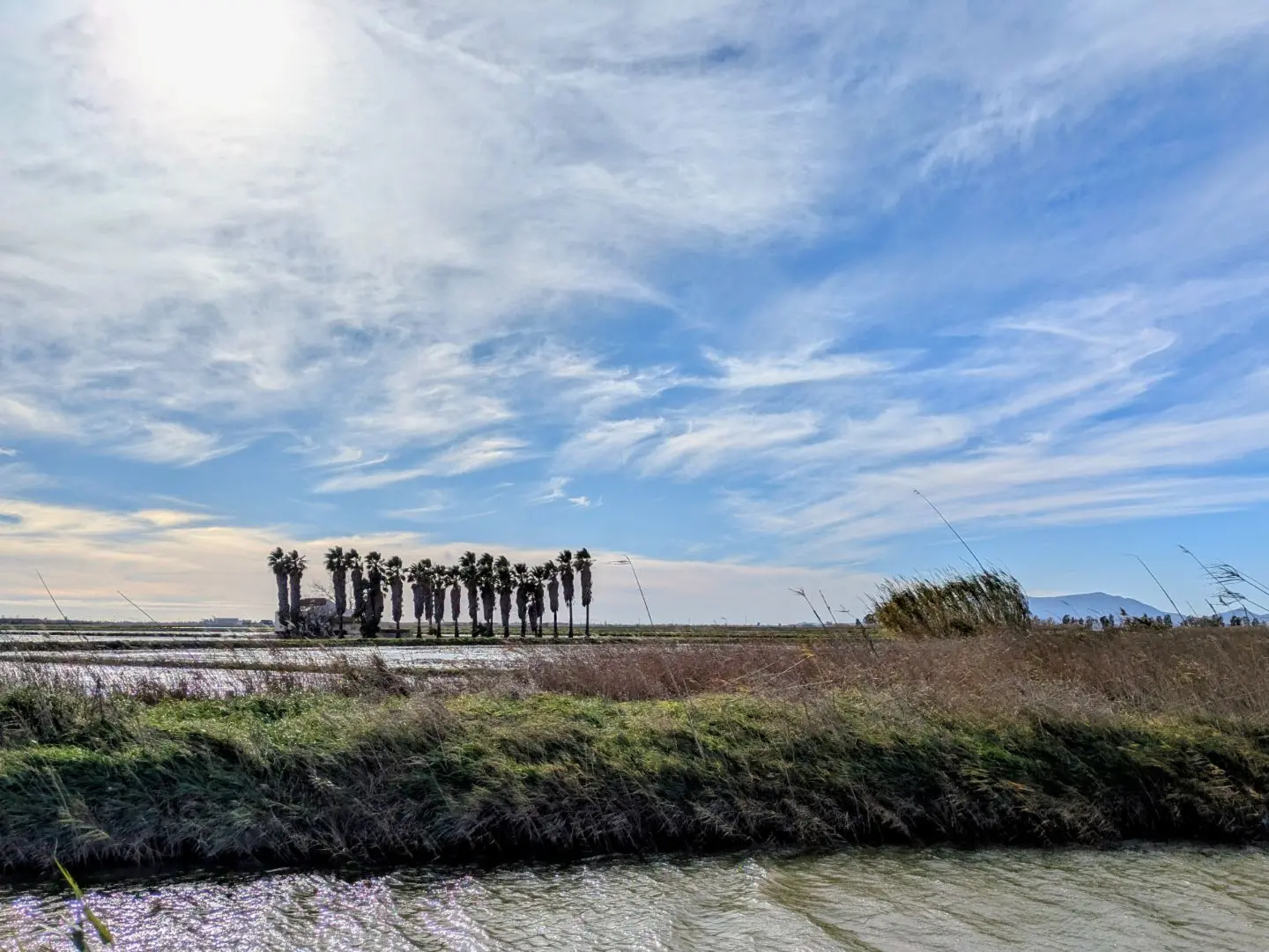 Flussufer mit Gras im Vordergrund, dahinter eine Gruppe von Palmen unter bewölktem Himmel.
