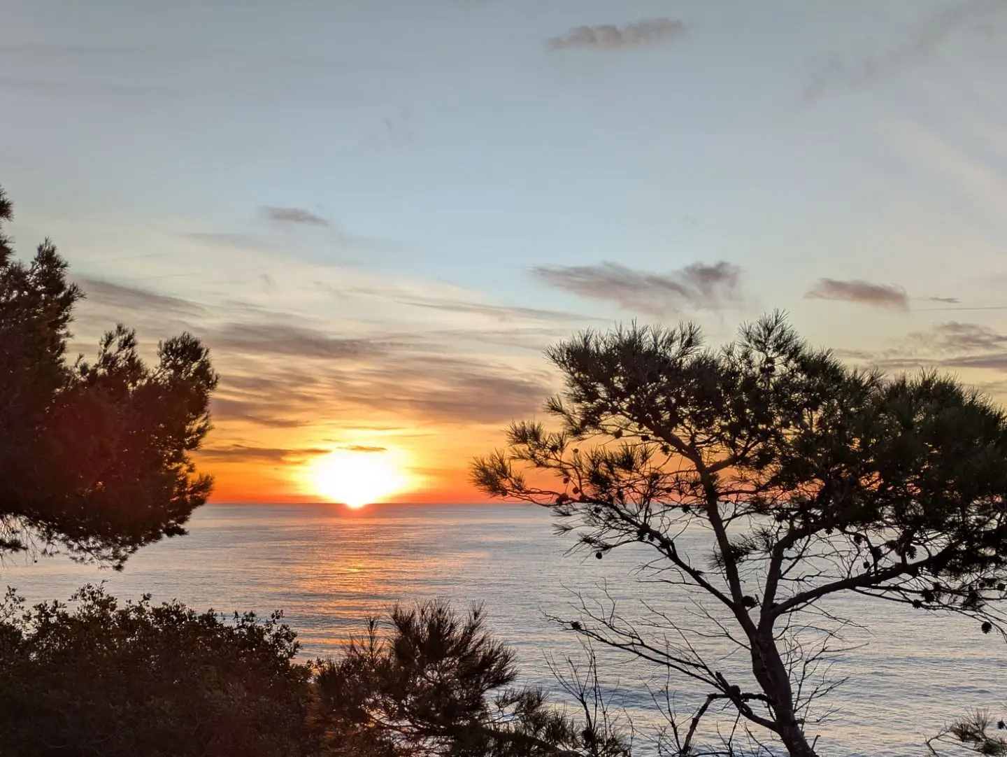 Sonnenaufgang über dem Meer zwischen Kiefern