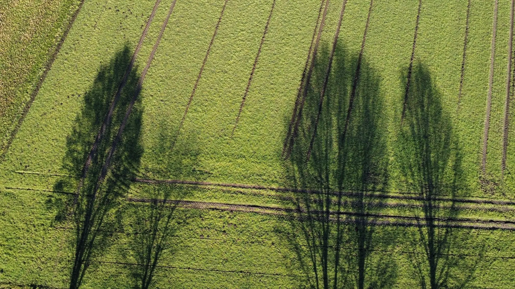 Luftaufnahme von mehreren Bäumen mit langen Schatten auf einem grünen Feld mit parallelen Spuren